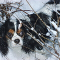 honden foto Ons cavaliertje Suzy speelt in de sneeuw met veel plezier !