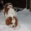 honden foto Wat is dat nou voor wit spul?