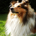 honden foto 