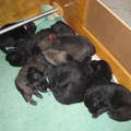 honden foto 