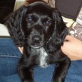 honden foto Hoi hoi,

dit is Niro, geboren op 6 juli 2008 en sinds 27 augustus woont hij bij ons in Nijmegen.