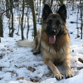 honden foto sneeuw 2010 vind ze helemaal geweldig!!!