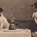 honden foto 