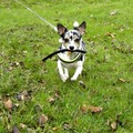 honden foto 