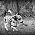 honden foto 