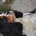 honden foto 