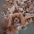 honden foto 