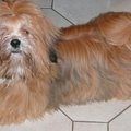 honden foto Uit ons prachtig éérste nestje

Dolma mani's