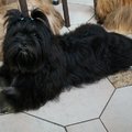 honden foto Ons nieuw teefje
Ebene mo baskaar de koempfer

