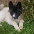 honden foto 