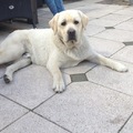 honden foto Bobby, sinds 5 dagen bij ons en helemaal verliefd!