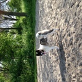 honden foto 