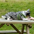 honden foto 