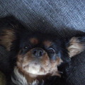 honden foto 