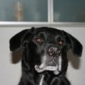 honden foto 