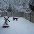 honden foto Marco is dol op sneeuw.