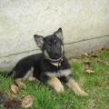 honden foto Marco 8 weken oud.