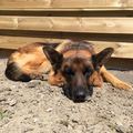 honden foto 