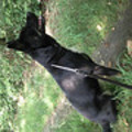 honden foto 