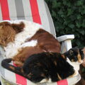 honden foto Altijd dikke vriendjes