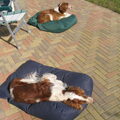 honden foto Samen buiten slapen...de oudjes.