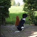 honden foto Bella(friese stabij)en Dikkie Rode kater) kijken de wijde wereld in.
Ze zijn echte maatjes van elkaar. 