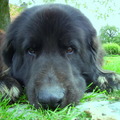 honden foto Lieve Billy :)
