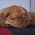 honden foto Hallo allemaal,

Dit is Santos! We hebben hem helaas moeten laten inslapen op 23/12/2009 omwille van een verlamming aan de achterpoten. Dit was een zeer moeilijke keuze voor ons maar voor Santos was dit de beste oplossing.
We missen hem nog steeds!

Kirsten