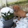 honden foto 