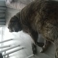 honden foto 