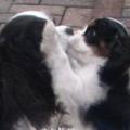 honden foto 