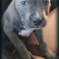 honden foto 