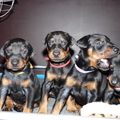 honden foto 