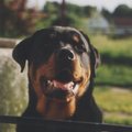 honden foto Mijn allerbeste vriend Jimmy.  Zoals hem zal er geen meer zijn. Hij heeft bijna twaalf en een half jaar een mijn zij gestaan maar heb hem met veel pijn in het hart vrijdag 5/2/2010 moeten afgeven.  Ik wens hem een zeer mooie tijd in doggy-heaven.  Ik mis je jongen