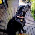 honden foto 