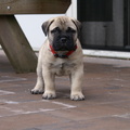honden foto The Peatcutter's Amazing Turner (5 wk)