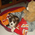 honden foto Monty, onze Welsh Corgi;-))