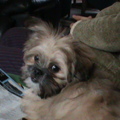 honden foto lekker koppie toch????!!!!
mijn meisje joy