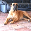 honden foto Onze Lea in een mooie pose!!