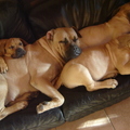 honden foto Met zijn allen lekker op de bank