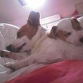 honden foto Dit zijn Bibi met haar dochter Loeki, de andere 4 puppies waren reeds verhuisd maar Loeki mocht nog blijven haar nieuwe baasjes waren nog op vakantie.. wat is er gezelliger dan samen in bed van Bibi's baasje Rowie.. 