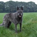 honden foto Kijk maar op mijn website:
http://members.home.nl/frans.hetty/