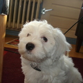 honden foto Lucky