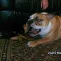 honden foto 