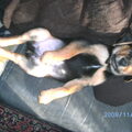 honden foto 