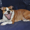 honden foto 