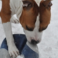 honden foto 