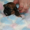 honden foto lhasa apso pup geboren 5 februari 2010