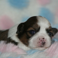 honden foto lhasa apso pup geboren 4 februari 2010