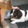 honden foto Onze kleinzoon met Joppe